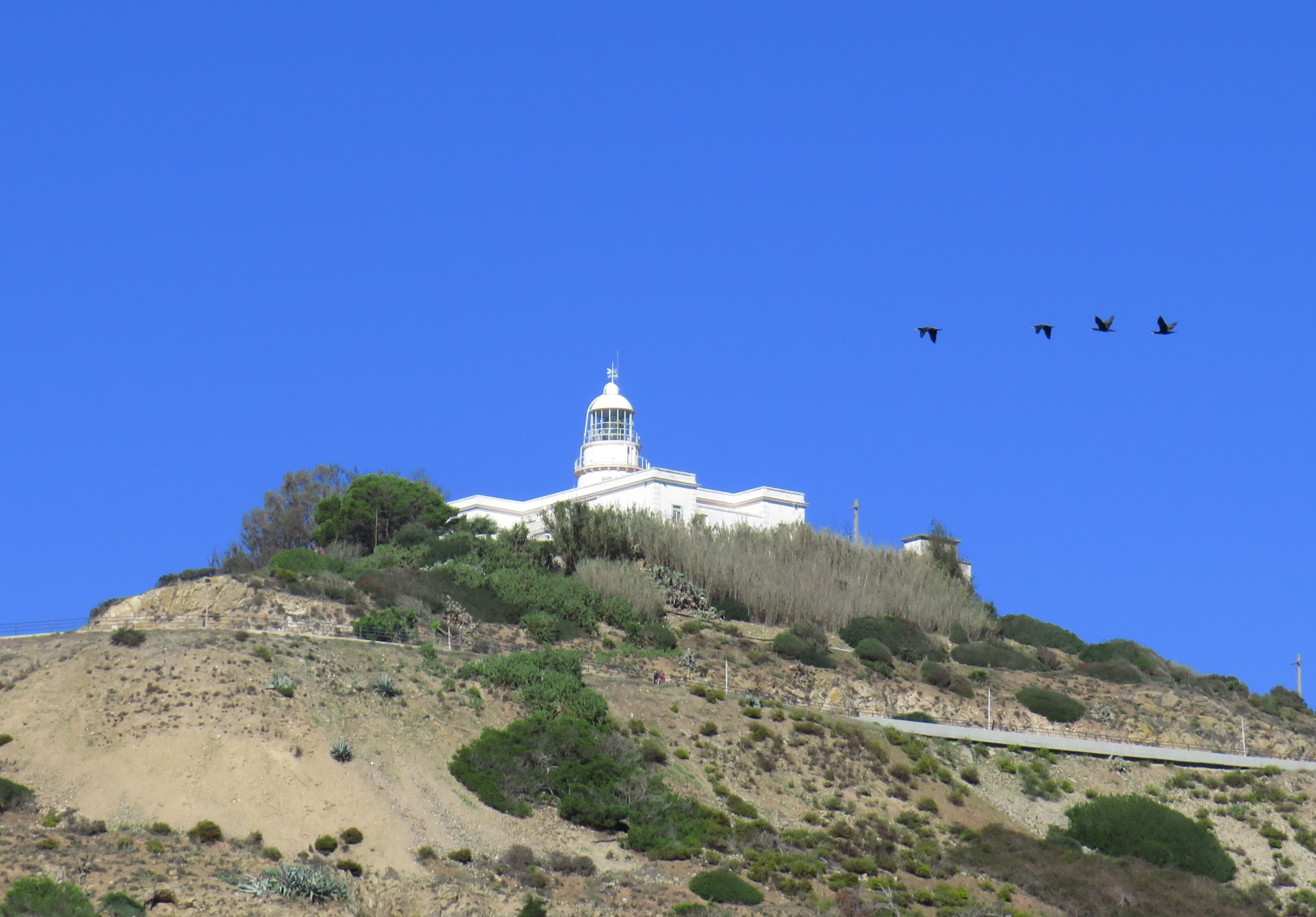 CORMORANES HACHO