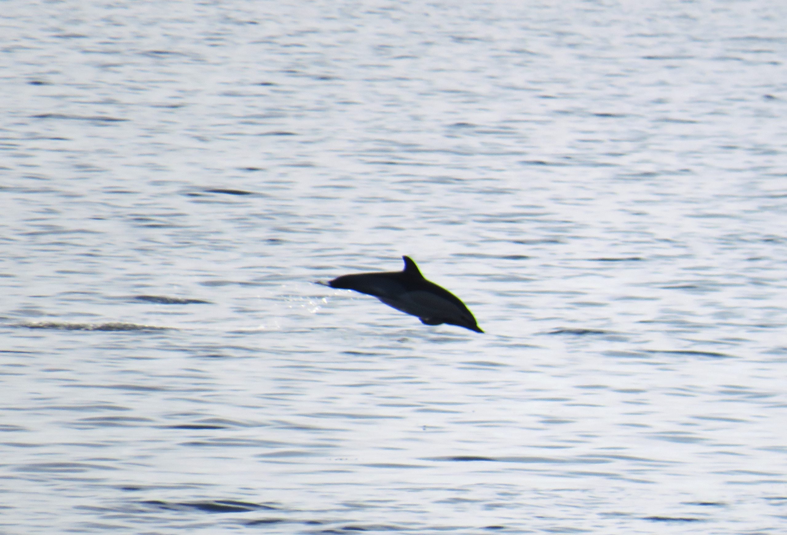 delfin saltando